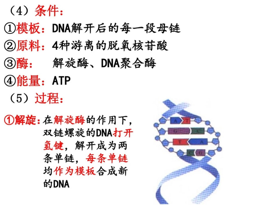 DNA分子的结构复制及基因的本质_第9页