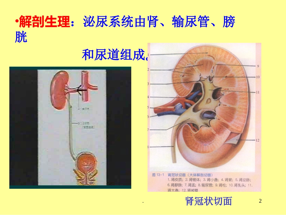病理学泌尿系统疾病ppt课件ppt演示课件_第2页