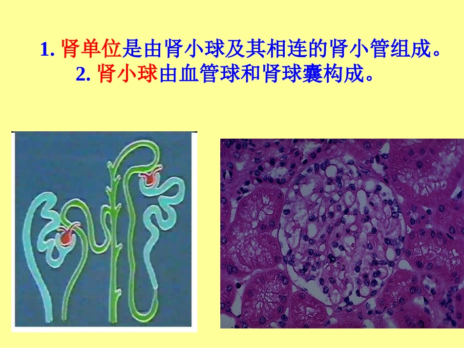 病理学泌尿系统疾病ppt课件ppt演示课件_第3页