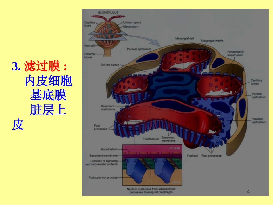 病理学泌尿系统疾病ppt课件ppt演示课件_第4页