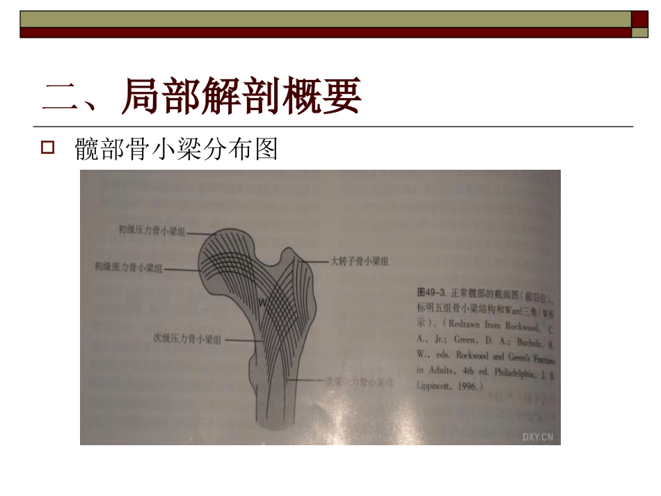 股骨粗隆间骨折PPT_第6页