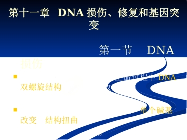 DNA损伤,修复和基因突变