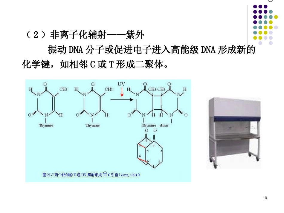 DNA的损伤、修复和基因突变_第10页