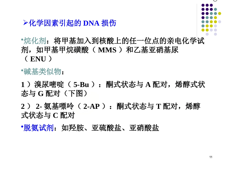 DNA的损伤、修复和基因突变_第11页
