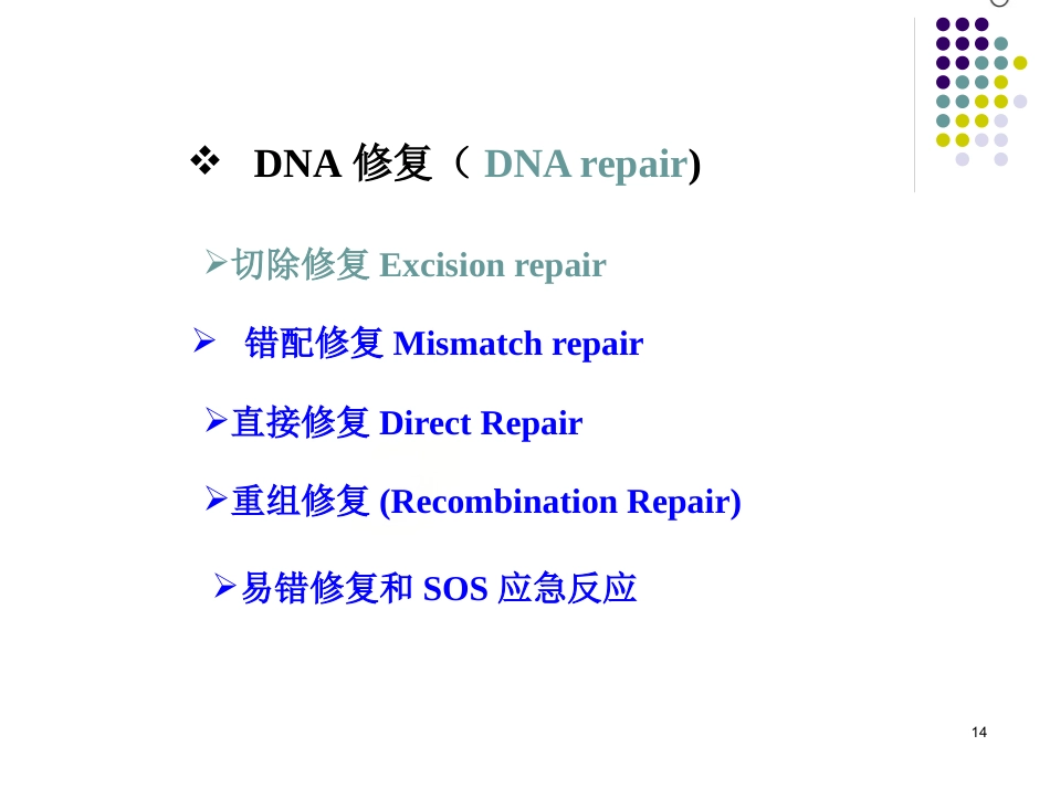 DNA的损伤、修复和基因突变_第14页