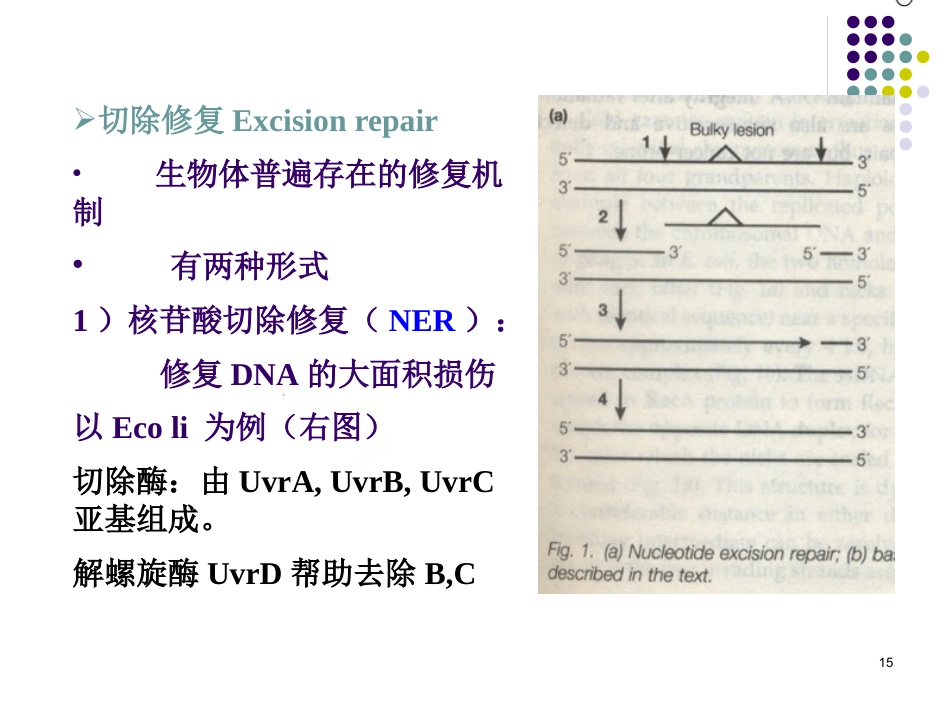 DNA的损伤、修复和基因突变_第15页
