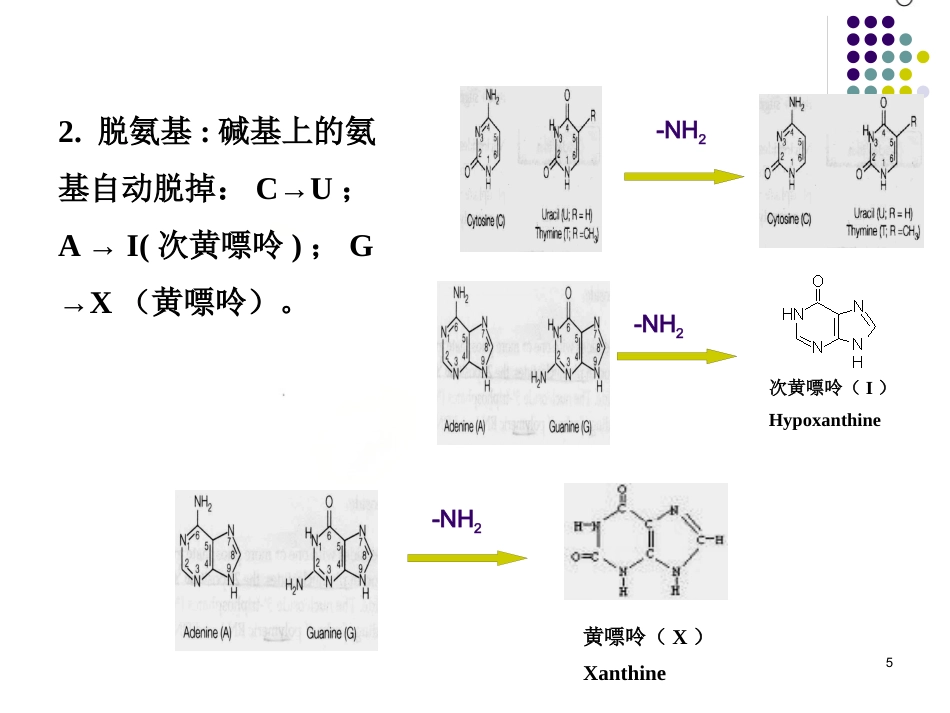 DNA的损伤、修复和基因突变_第5页