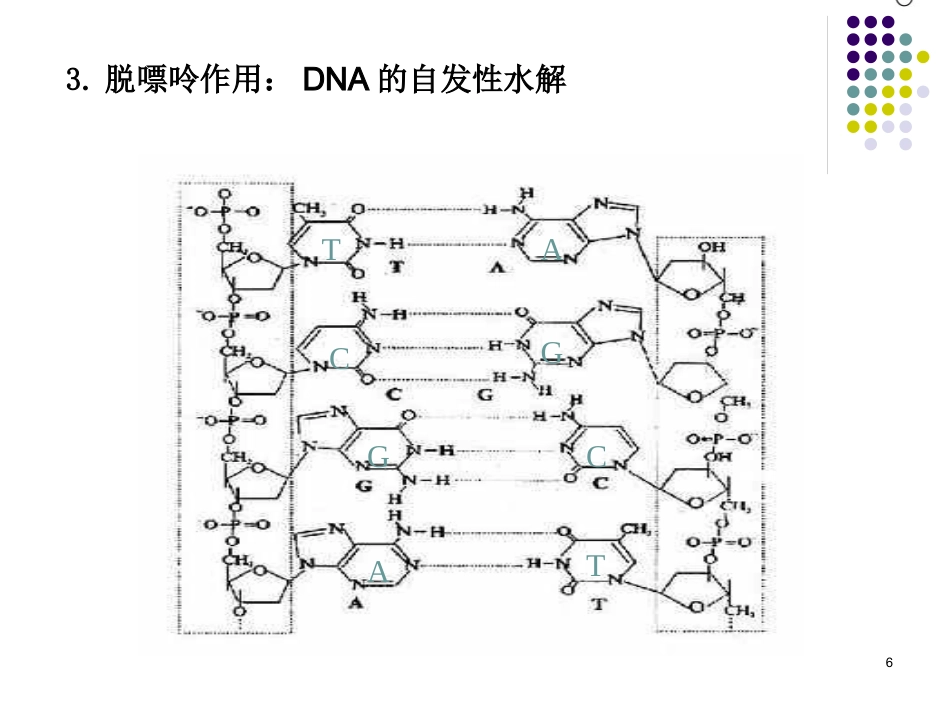 DNA的损伤、修复和基因突变_第6页