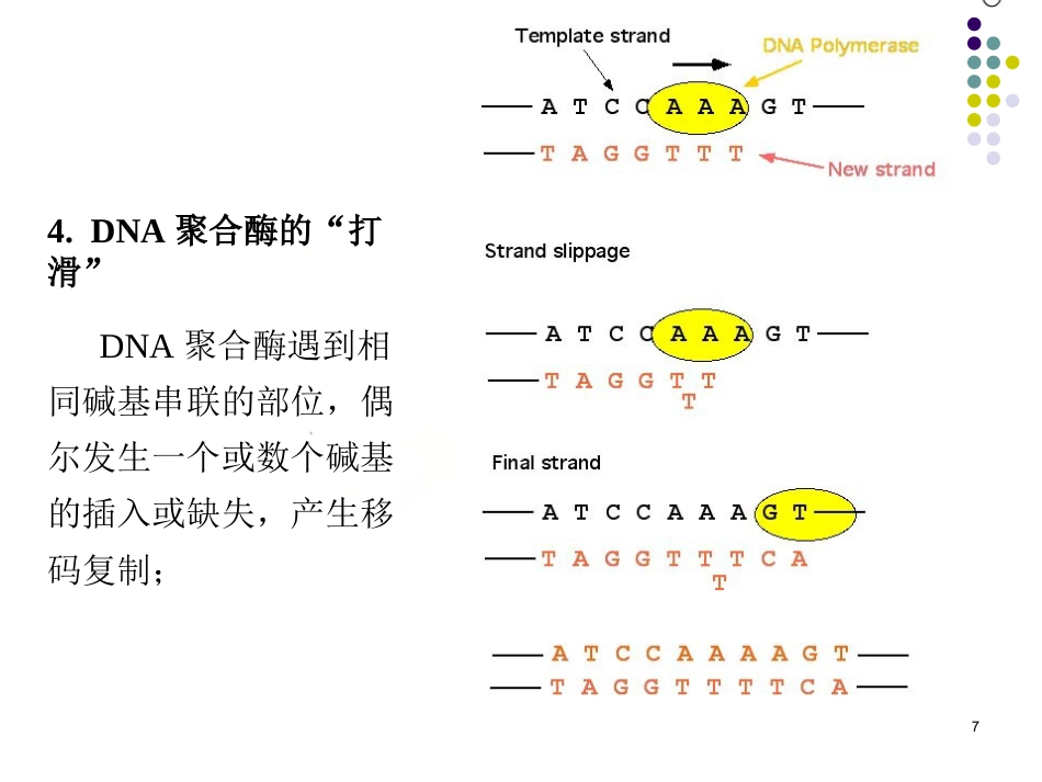 DNA的损伤、修复和基因突变_第7页