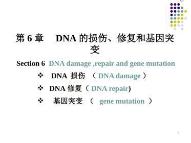 DNA的损伤、修复和基因突变