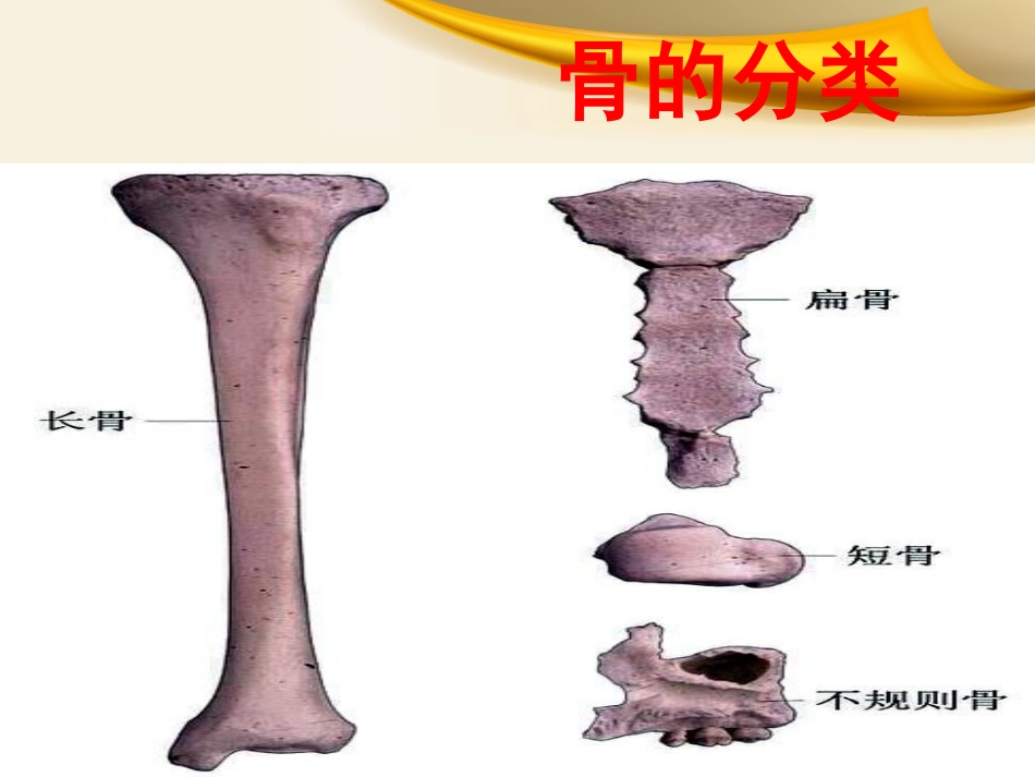 骨科实习小讲课课件_第3页