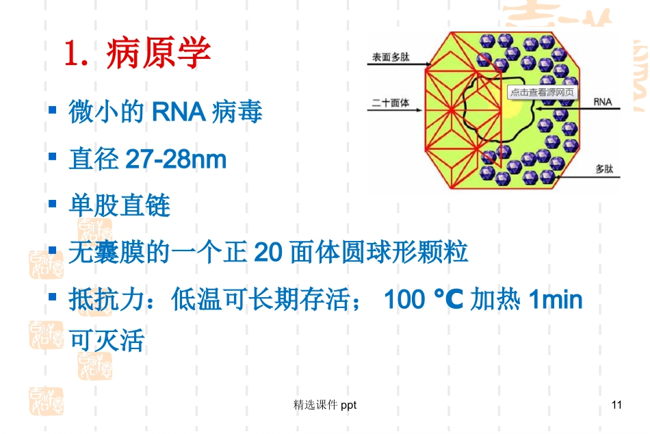 病理学-肝炎_第11页