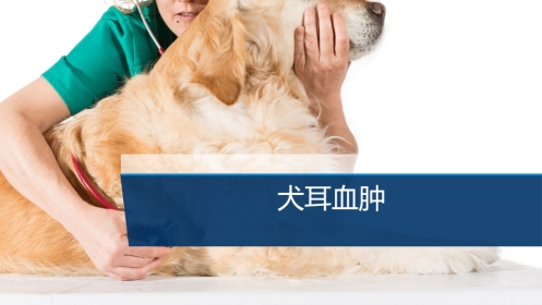 【宠物外产科病课件】犬耳血肿