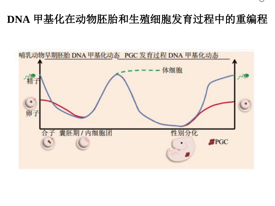 DNA甲基化与临床应用_第14页