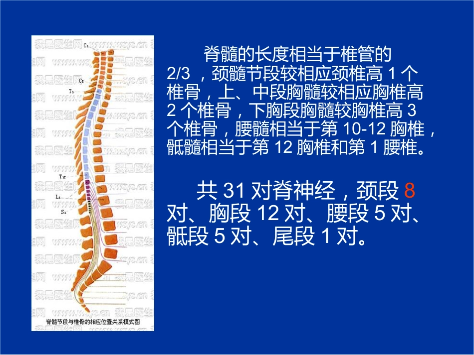 脊髓损伤的康复评定_第4页