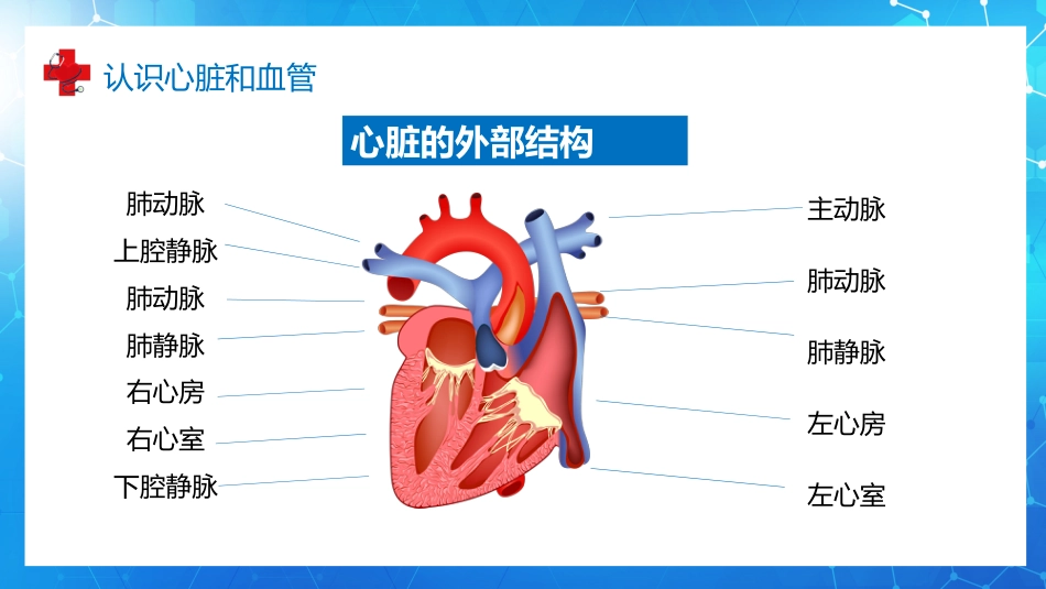 血液循环知识讲座汇报(9)_第5页