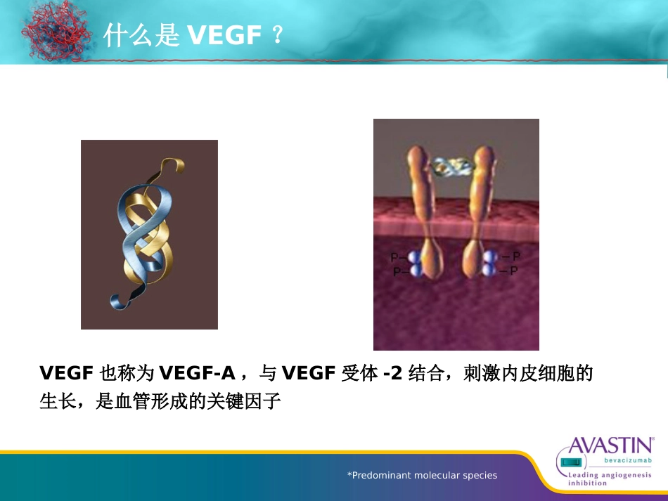 贝伐珠单抗从基础到临床_第5页