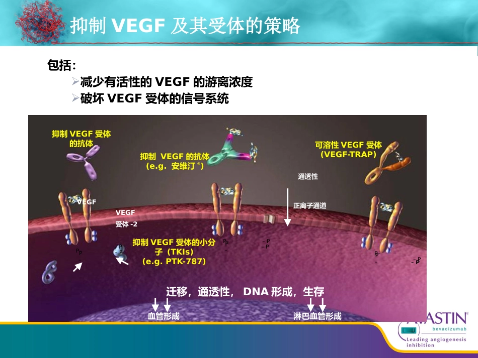贝伐珠单抗从基础到临床_第7页