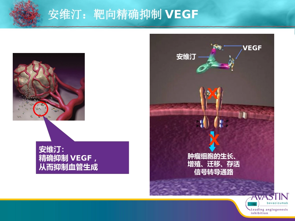 贝伐珠单抗从基础到临床_第9页