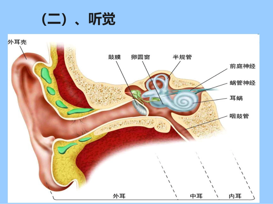老年人各系统的老化改变_第12页