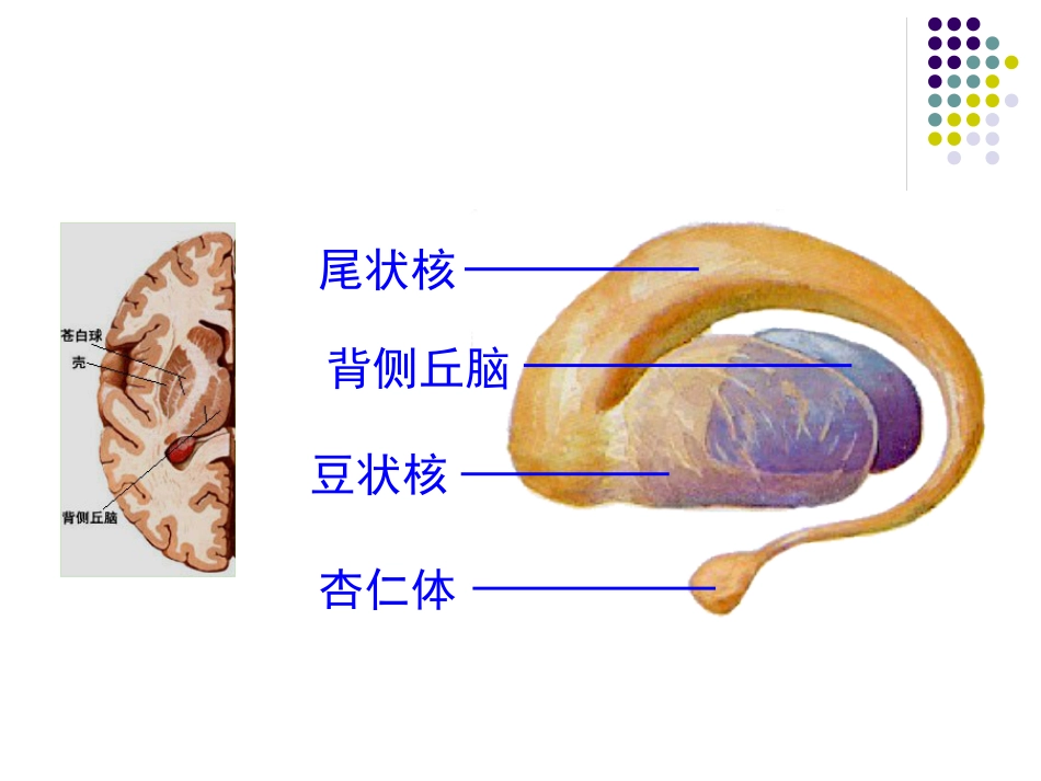 边缘系统的解剖与临床_第12页