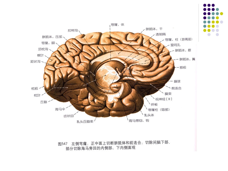 边缘系统的解剖与临床_第9页
