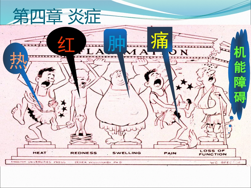 病理学炎症ppt课件_第3页