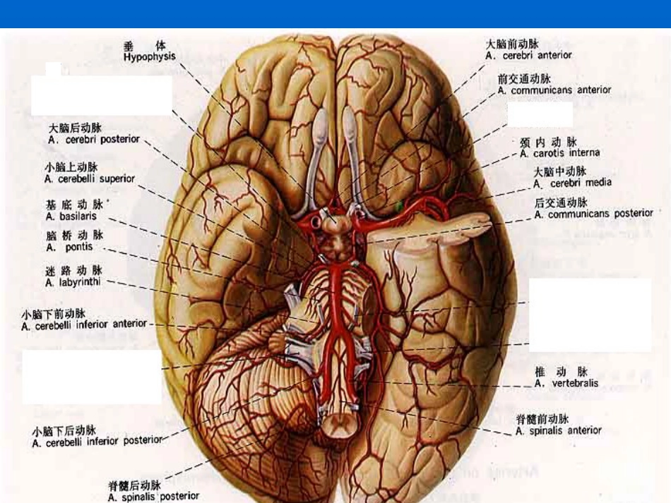 老年人神经系统疾_第10页