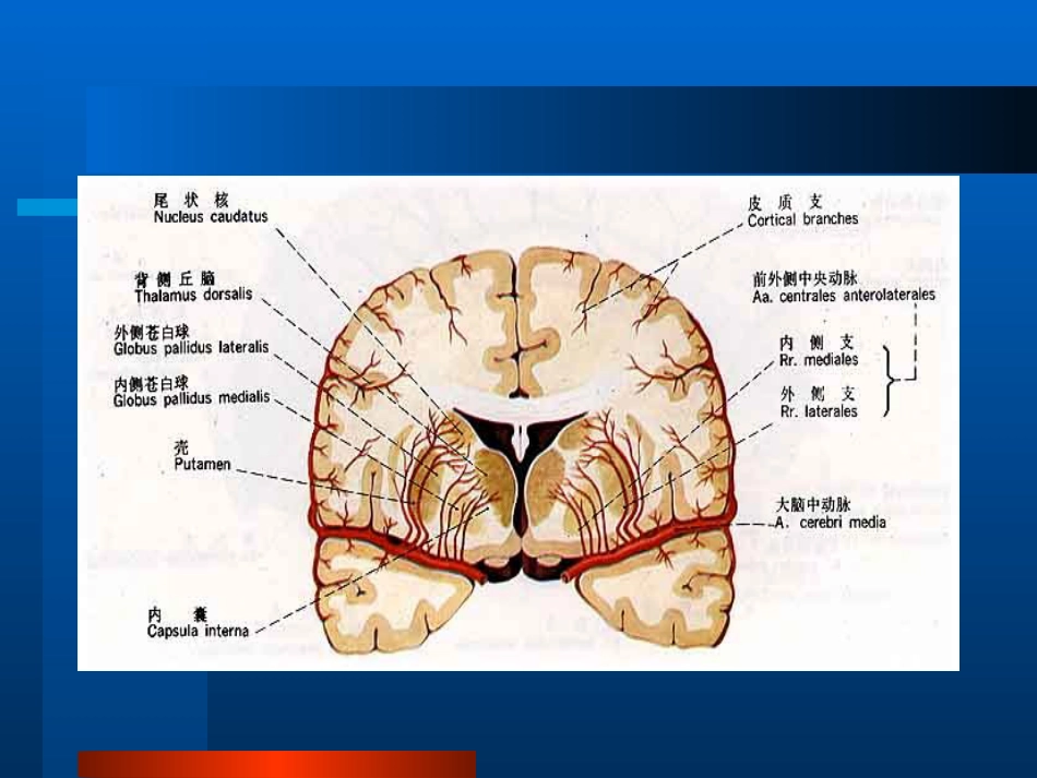 老年人神经系统疾_第13页