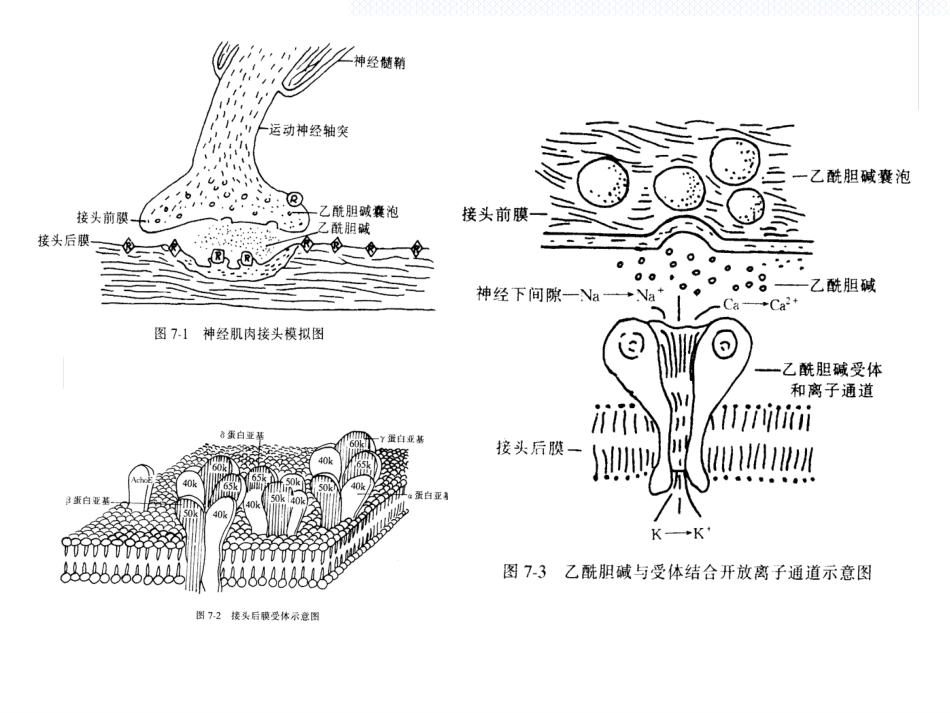 《肌松药的临床应用》_第12页