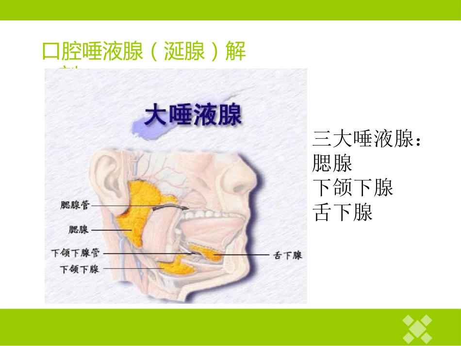高校临床医学课件唾液腺常见疾病_第2页