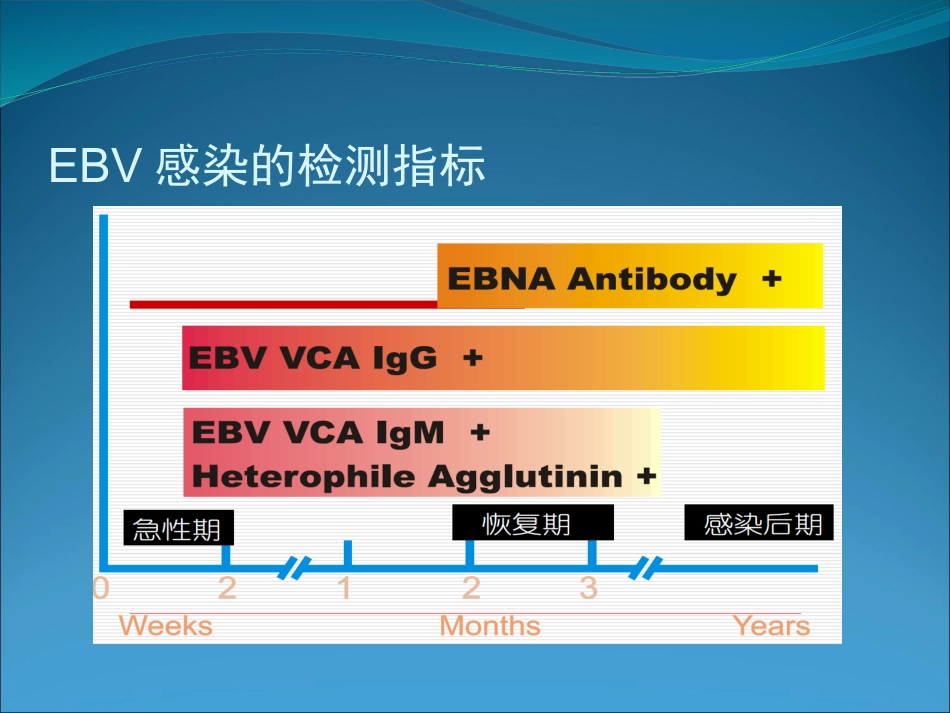 EB病毒的临床意义_第14页