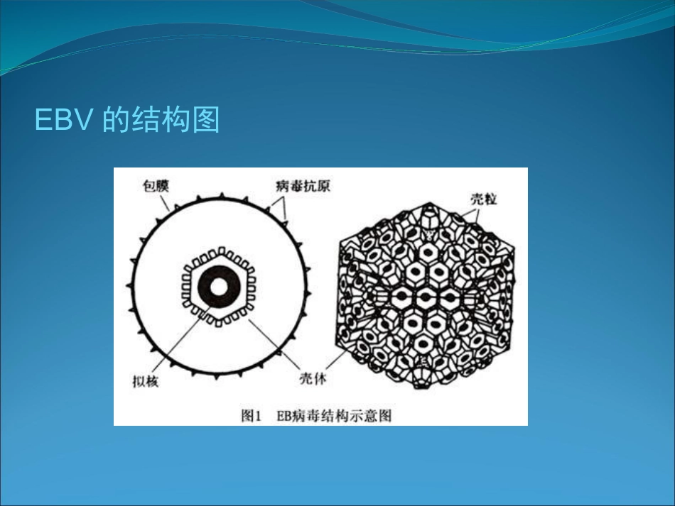 EB病毒的临床意义_第6页