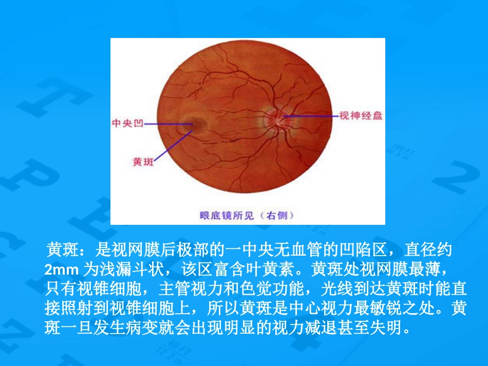 老年性黄斑变性防治_第6页