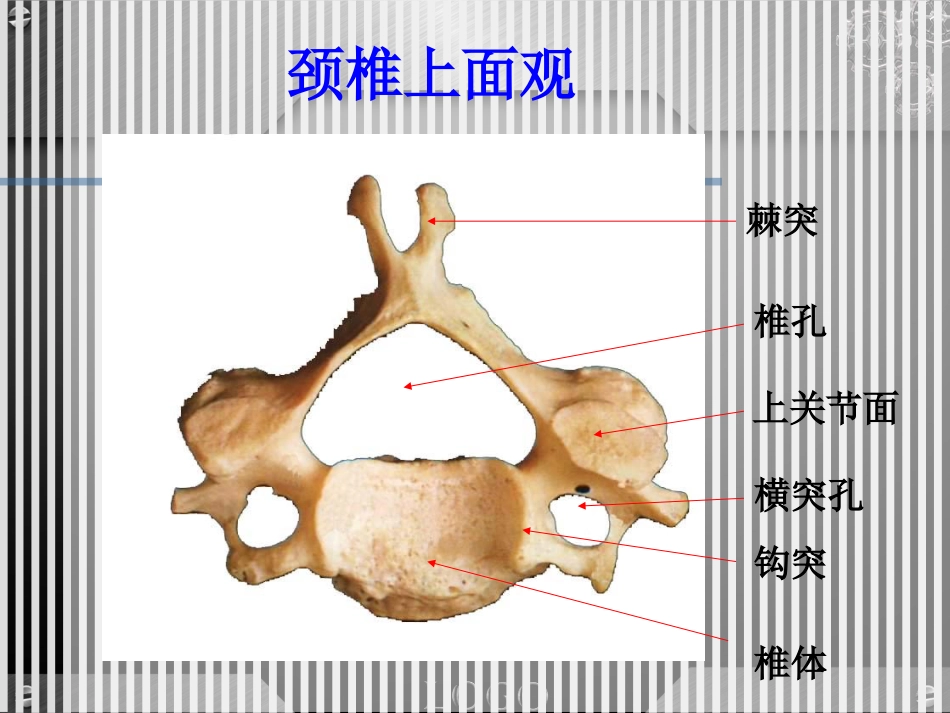 骨科-颈椎病详解_第10页