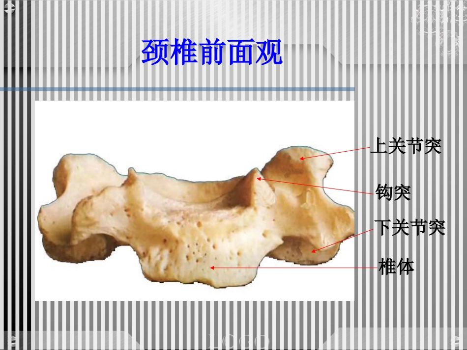骨科-颈椎病详解_第11页