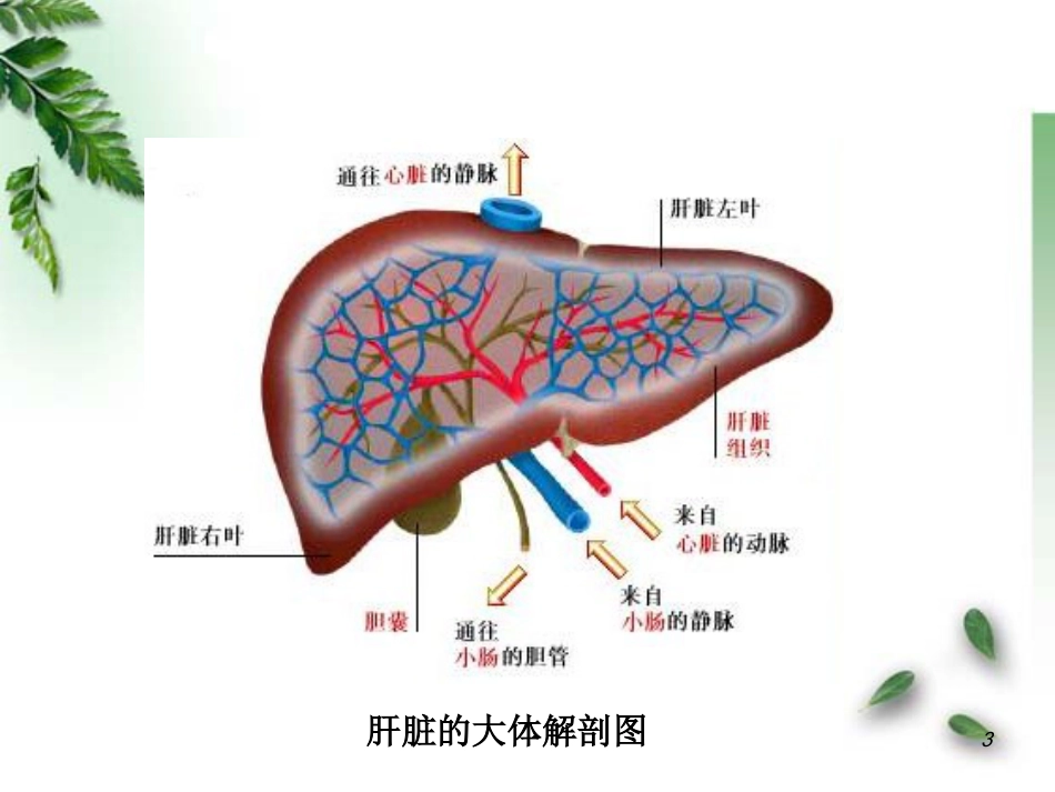 肝功能不全病理学_第3页