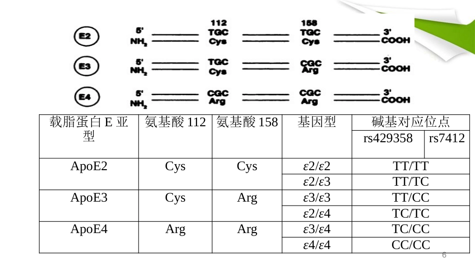 APOE基因检测临床版本精品PPT课件_第6页