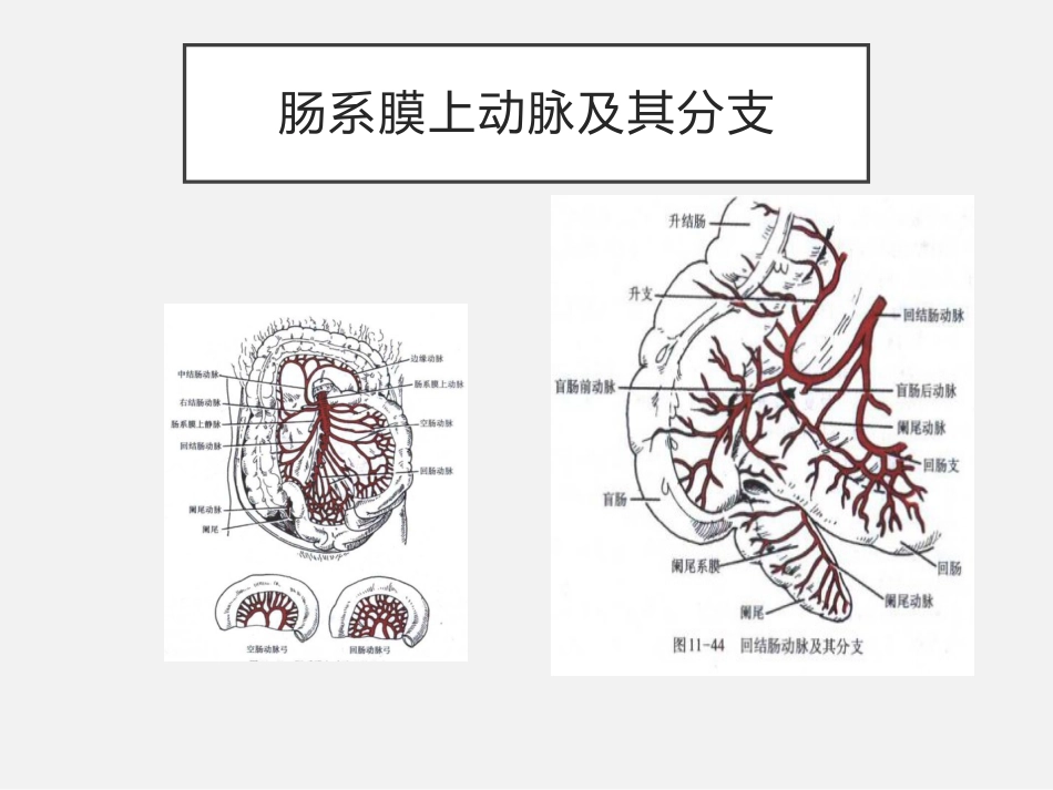 老年人缺血性肠病中国专家建议_第8页