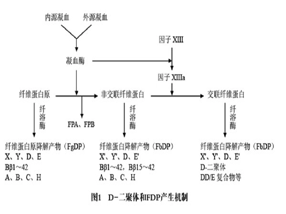 D-二聚体的检测及临床应用 PPT_第3页