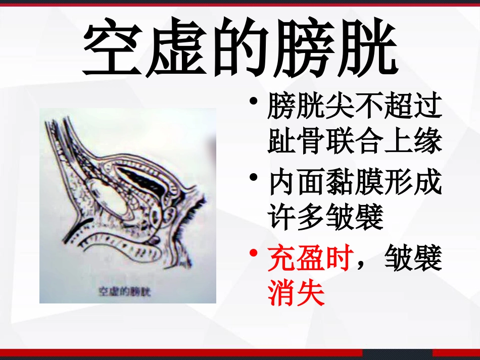 膀胱解剖及临床 PPT_第10页