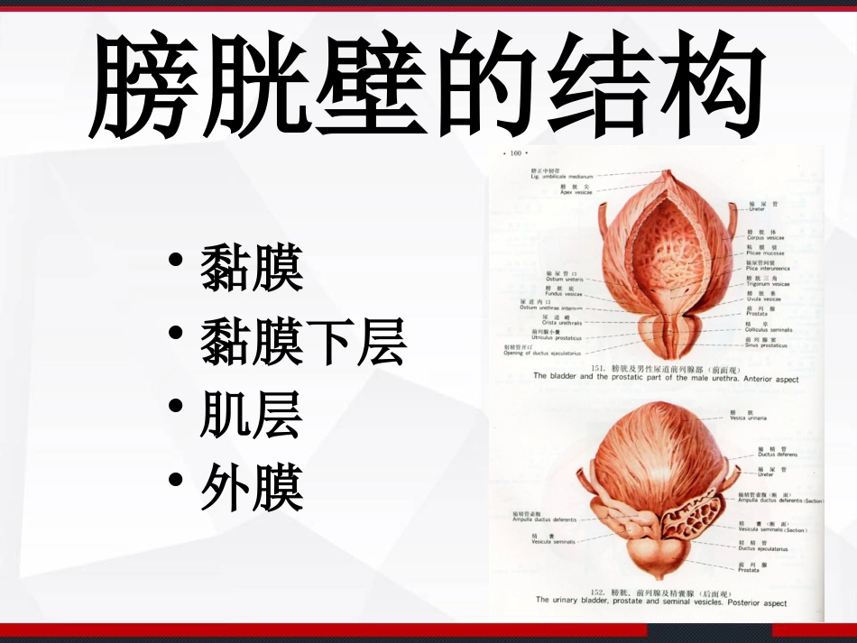 膀胱解剖及临床 PPT_第12页