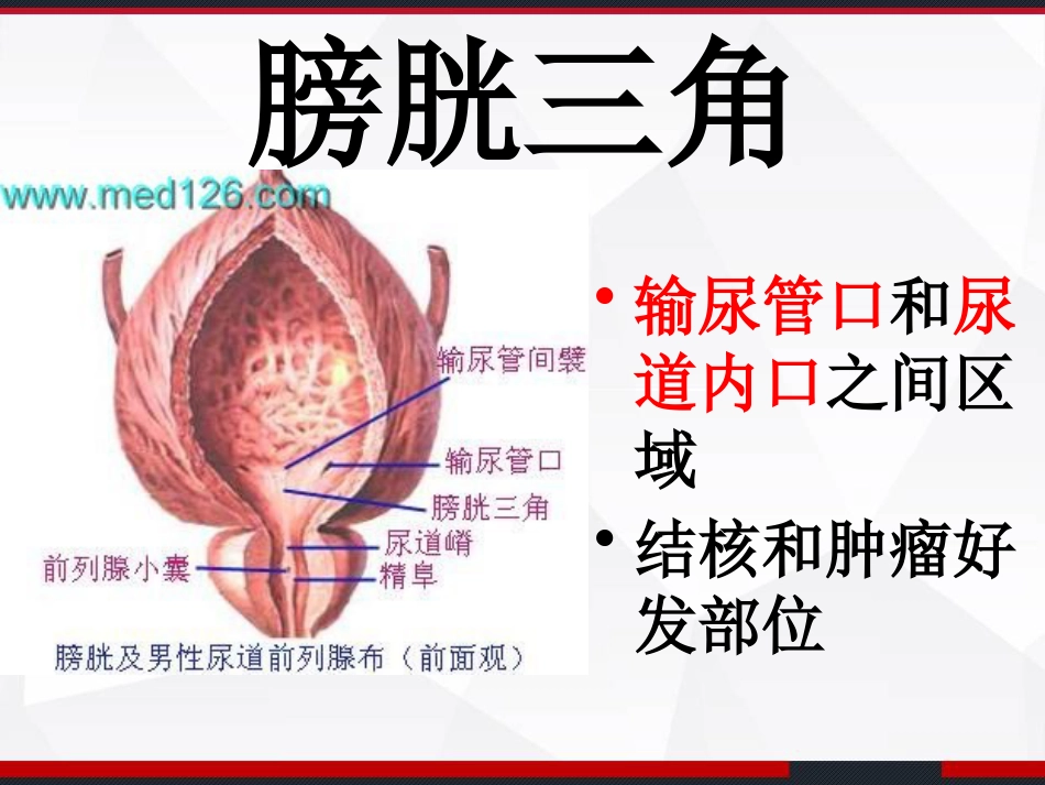 膀胱解剖及临床 PPT_第13页