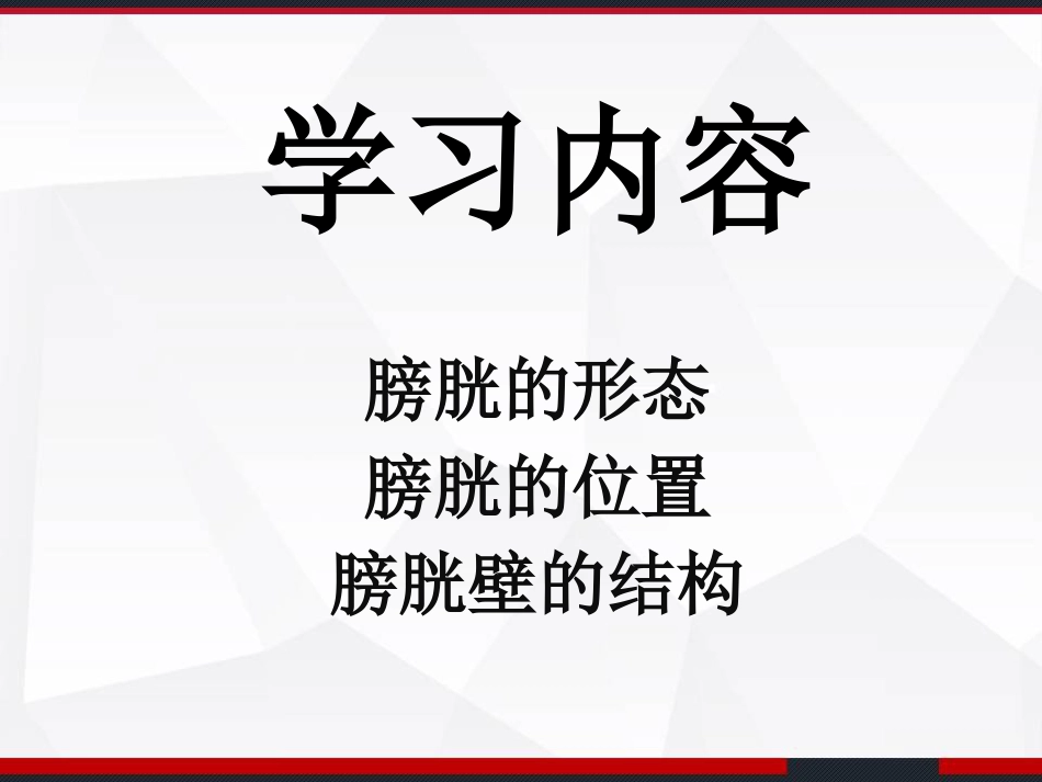 膀胱解剖及临床 PPT_第2页