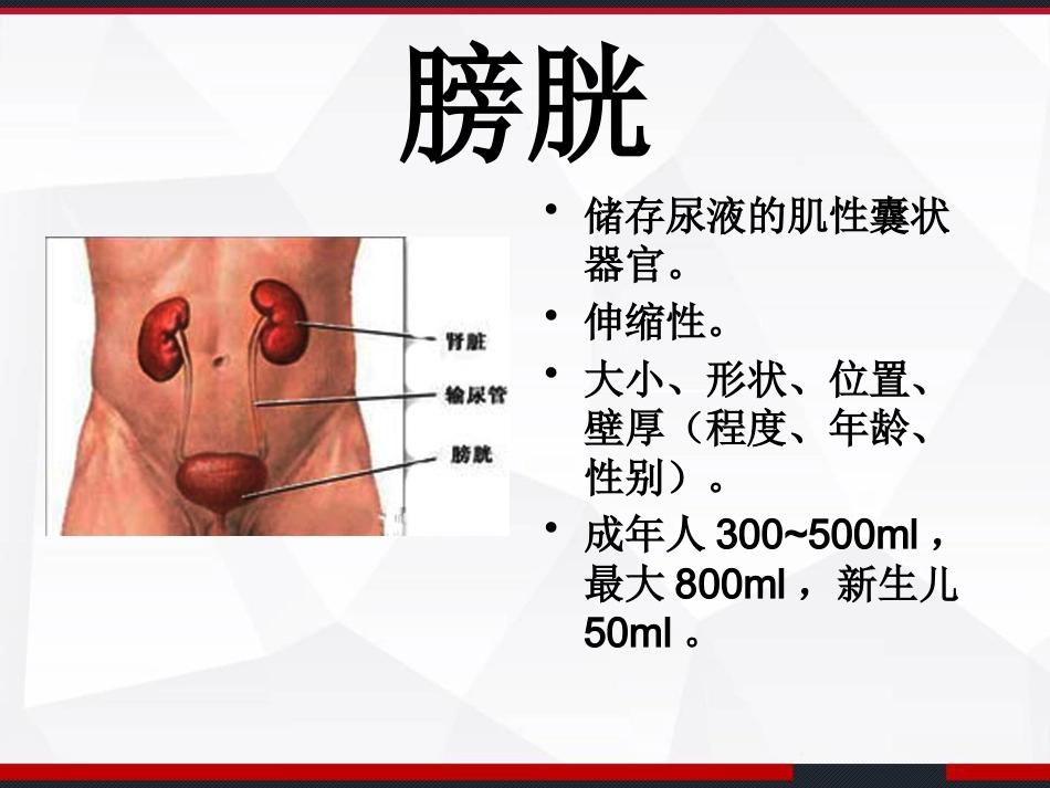 膀胱解剖及临床 PPT_第3页