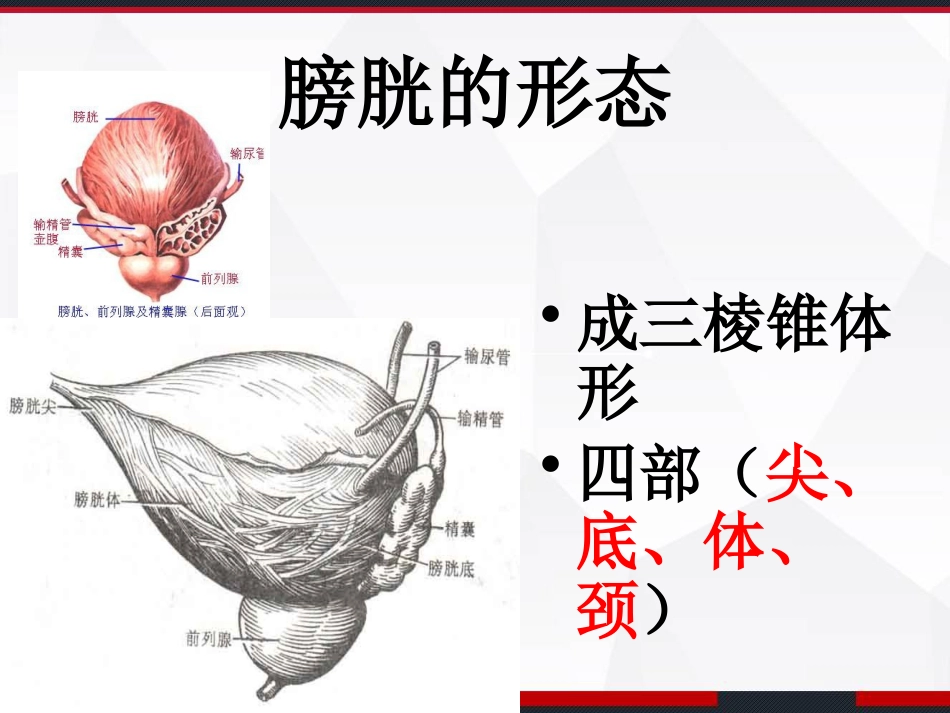 膀胱解剖及临床 PPT_第4页