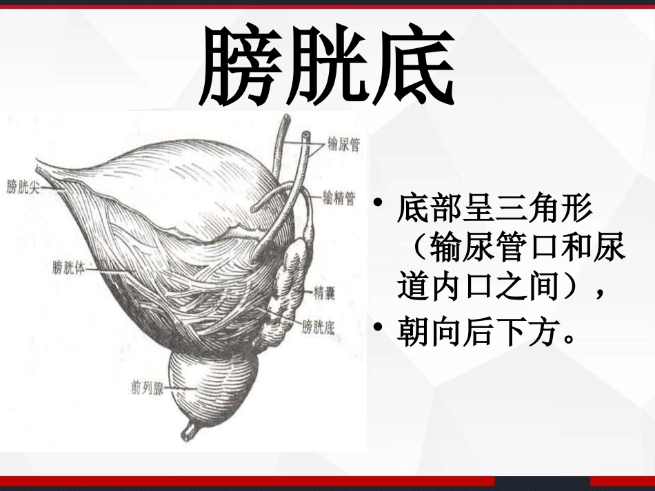膀胱解剖及临床 PPT_第5页