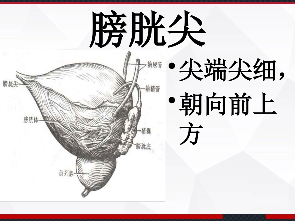 膀胱解剖及临床 PPT_第6页