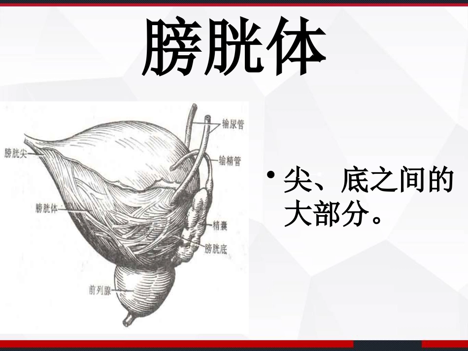 膀胱解剖及临床 PPT_第7页
