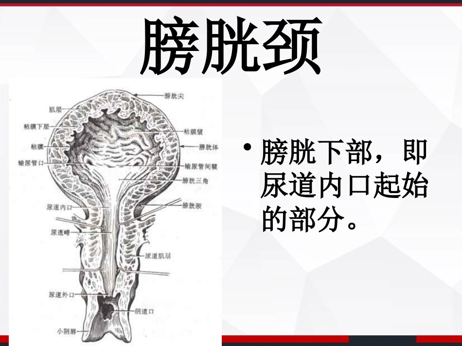 膀胱解剖及临床 PPT_第8页